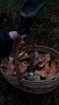 Сходить за рыжиками и маслятами и приготовить картошку с грибами. Южный крымский лес