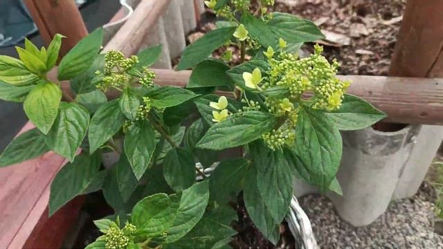 Обзор🌺 гортензии набирают цвет😊