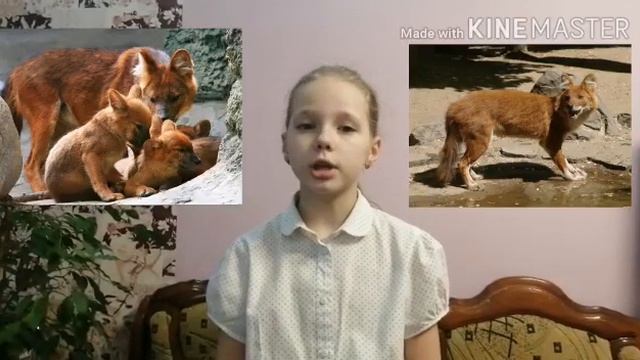 Красный волк