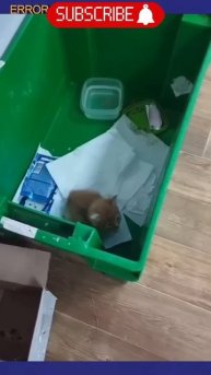 Котёнок случайно попал в пункт выдачи ozon #top #ozon #russia