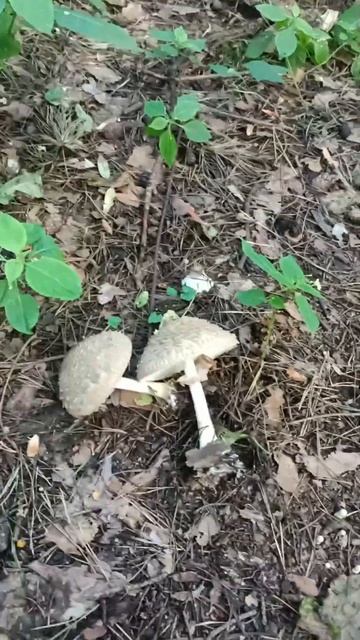 Зонтик пёстрый - съедобный вкусный гриб! 🤗😋. #грибы #з