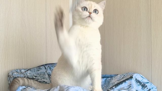 VID_20250509_135217.mp4