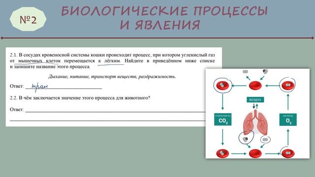 ВПР № 2_5класс
