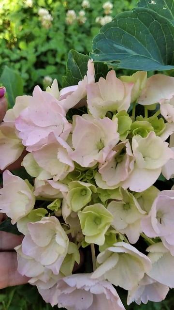 Великолиста #гортензія  " Pink Sensation "  - сама ніжність #garden