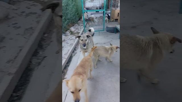 Ташкент.  Собачки едят один раз в день.