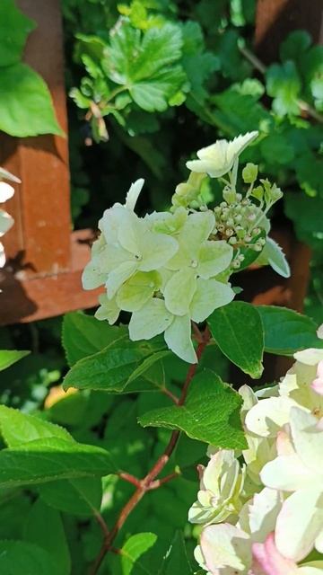 Гортензия/Hydrangea pan. Metalica.