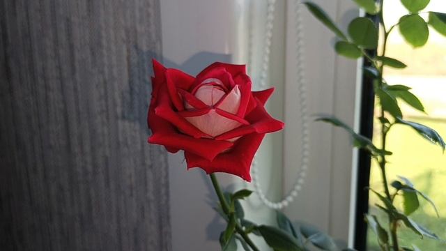 1000017384.mp4
А мы дождались весны  🌹🌱