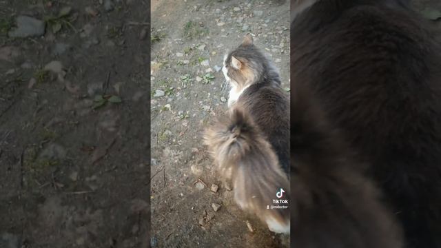 2025-05-09 СЕРАФИМА И ДРАПАНЕЦ