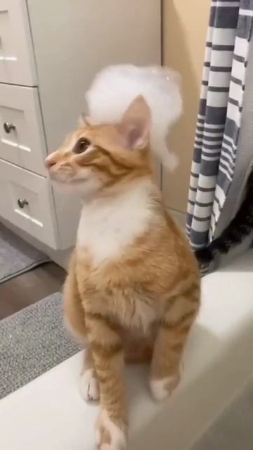 Как сломать кота