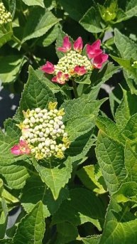 красиво то как будет 🤪 #flowers #цветы #лето#отпуск#жара#ц?