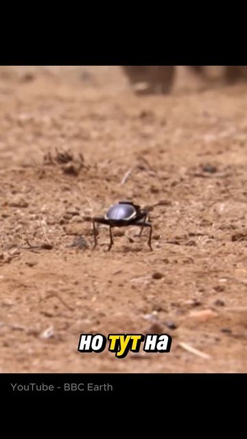 Не зли паука. Он только что поел муравьёв