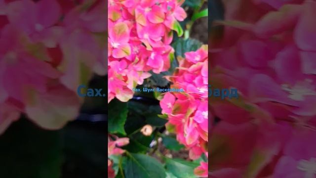 Крупнолистовая гортензия Сах. Шулс Васкербард