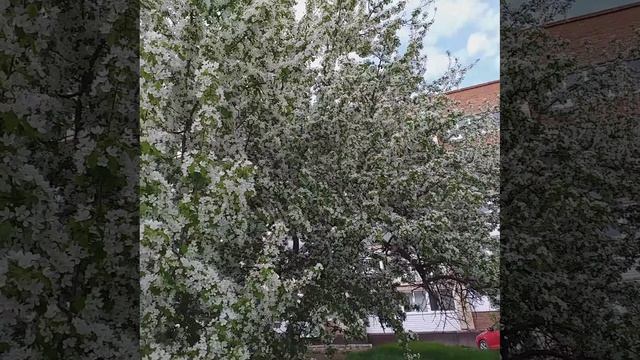 чудное цветение
