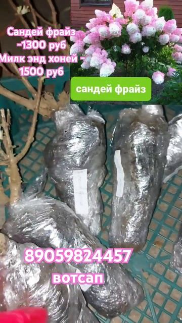#саженцыСандей фрайз,Милк энд хоней гортензия  ОКС
