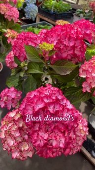 #hydrangea#blooming #black#diamands #garden #гортензія #flowers #park#jardin #アジサイ