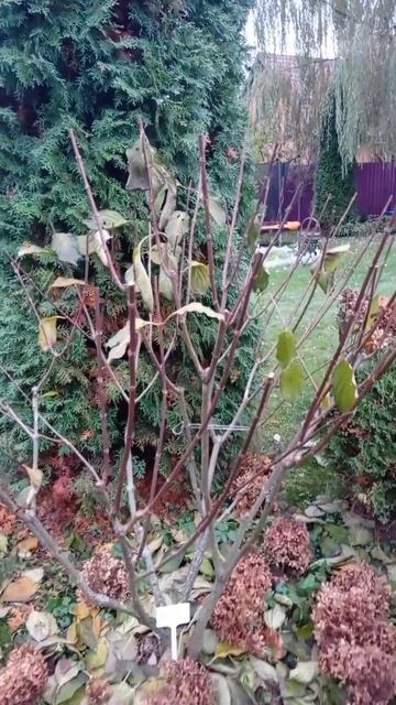 Подготовка метельчатой гортензии к зимовке #garden #hydrangea