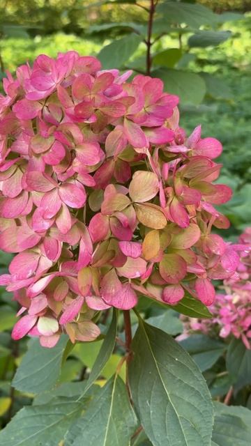 …красавицы гортензии осенние #garden #flowers #hydrangea #shortsviral