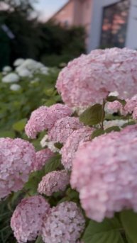 Candybelle Bubblegum #hydrangeas #arborescens #shorts #гортензія #garden #гортензи