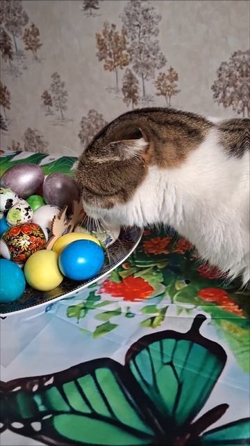зачем они ему?  есть предположения?
