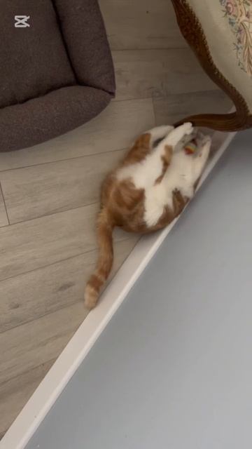 Любимая игрушка котенка! Да ну не мешайте мне, я занят ?