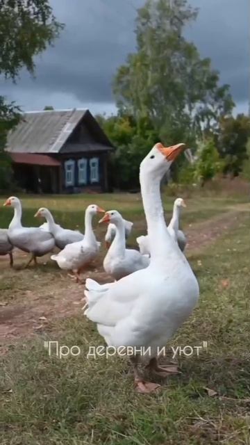 Про деревни и уют