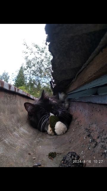 Чесси ест мох #catbaby #kitty.