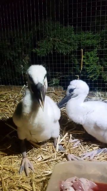 Есть на ночь вредно, но очень вкусно #stork #animals #аист #бре