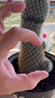Мой огромный шикарный кактус 🌵 #черногория #кактус #ц?