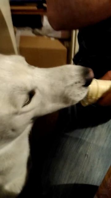 Моя собака ест мороженое🐕🍦