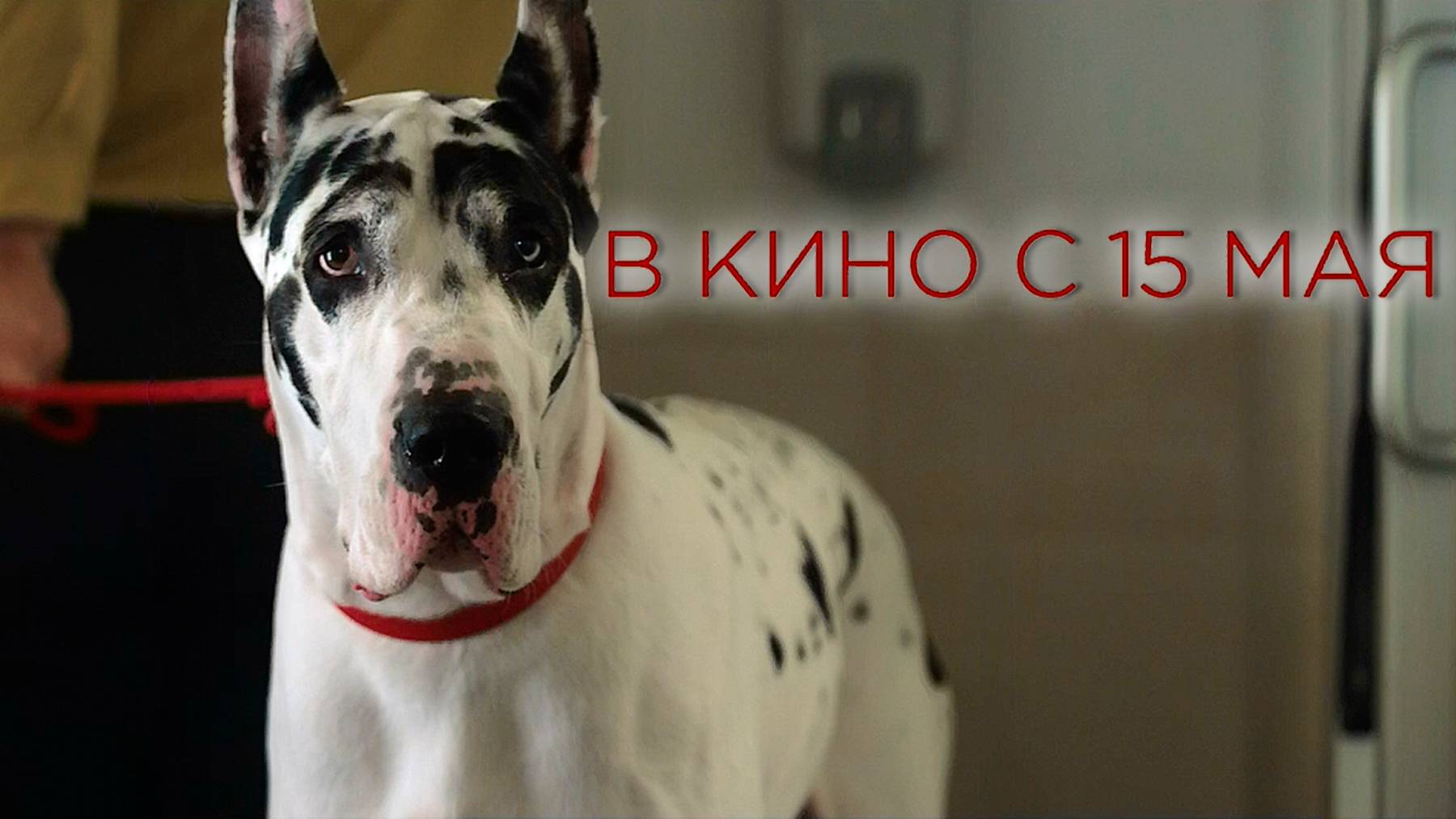 ≪Верный друг≫ - в кино с 15 мая 2025 г. (дублированный трейлер)