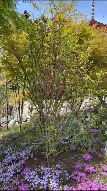 VID-20250416-WA0019