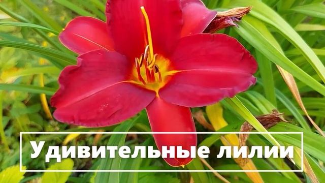 КРАСОТА ЦВЕТОВ (2)