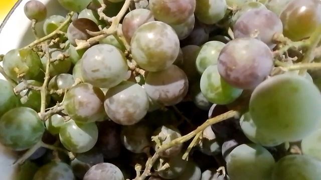 Жарко.Шалит сердце.Варенье из боярышника и слив.Обрез?