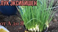 Делаю как бабушка учила и ЛУК эксибишен растет крупный, без болезней и вредителей