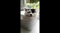 Олимпийское спокойствие котика