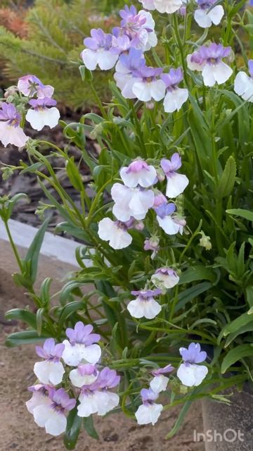Немезия в контейнерах 🌸🌼🌺👌🏻 #garden #цветы #flowers #кра?