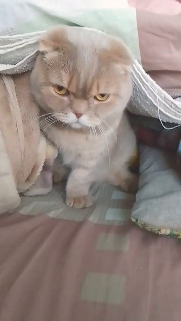 А у меня есть дом
