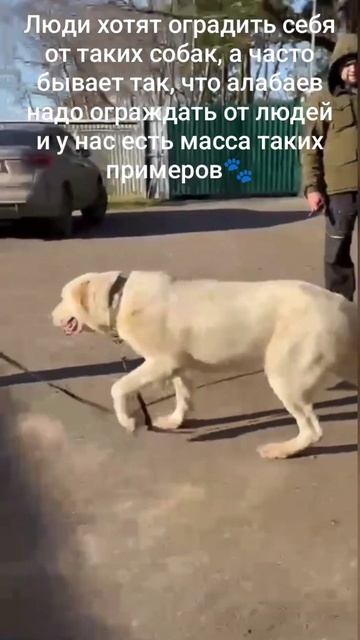 Белоснежка САО  Элла 🌸 ищет 🏠 #animals #собака #dog #алабай