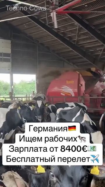 ПИШИТЕ ++ В КОММЕНТАРИИ #вакансии #работа