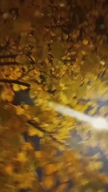 Осенний листопад# осень# кружит осенний листопад#осен?