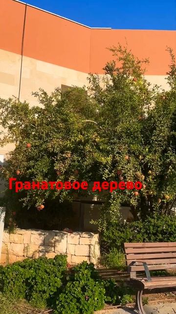 Поспели гранаты, можно собирать#shorts #foryou #short #реки #гра?