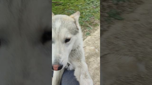 Незванный гость  потревожил моë хозяйство