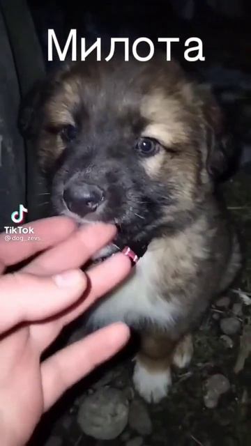 милый щенок #собака#лучший#друг#человека#рекомендация