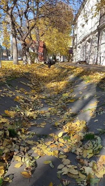 Кружит осенний листопад 🍂