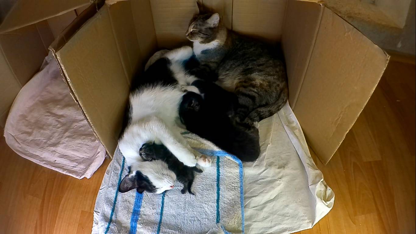 Пополнение котяток и дружба двух кошкомам.