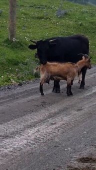 Любовь зла🙂 Летом в горах. Республика Алтай, с. Элекм?