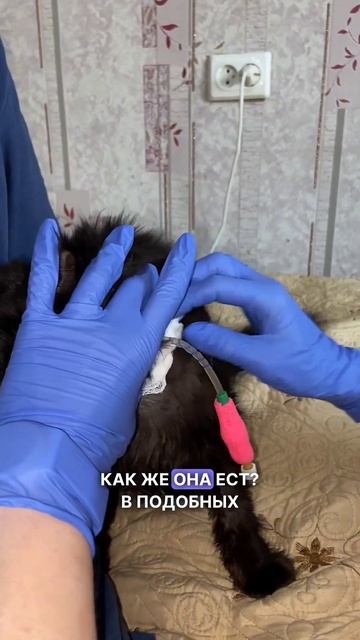Кошка ест через трубочку #кошка #животные