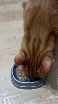 Ночной ,,дожор" 🐱🐱🐱🐱🐱