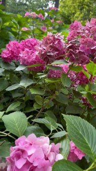 #macrophylla #hydrangea#гортензия#garden#гортензія#flowers #park#jardin#shorts#?