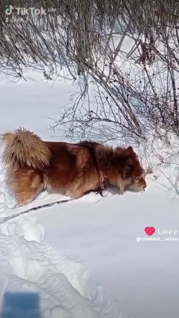 прогулка с собачкой